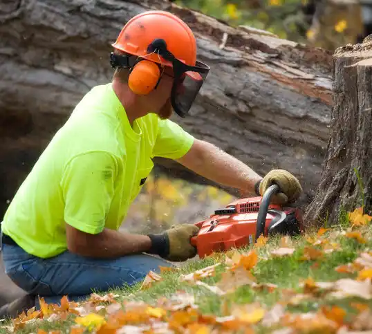 tree services Dexter